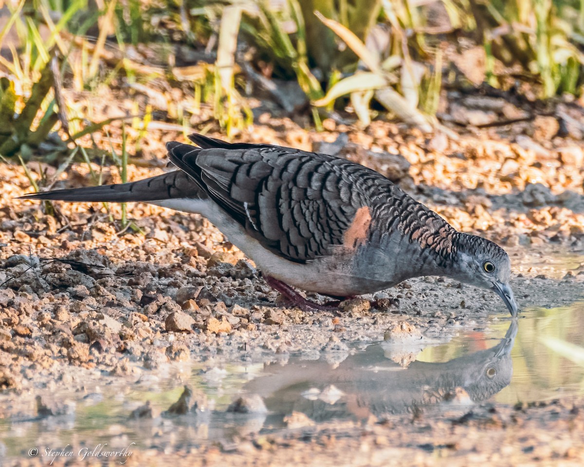 Bar-shouldered Dove - Stephen Goldsworthy