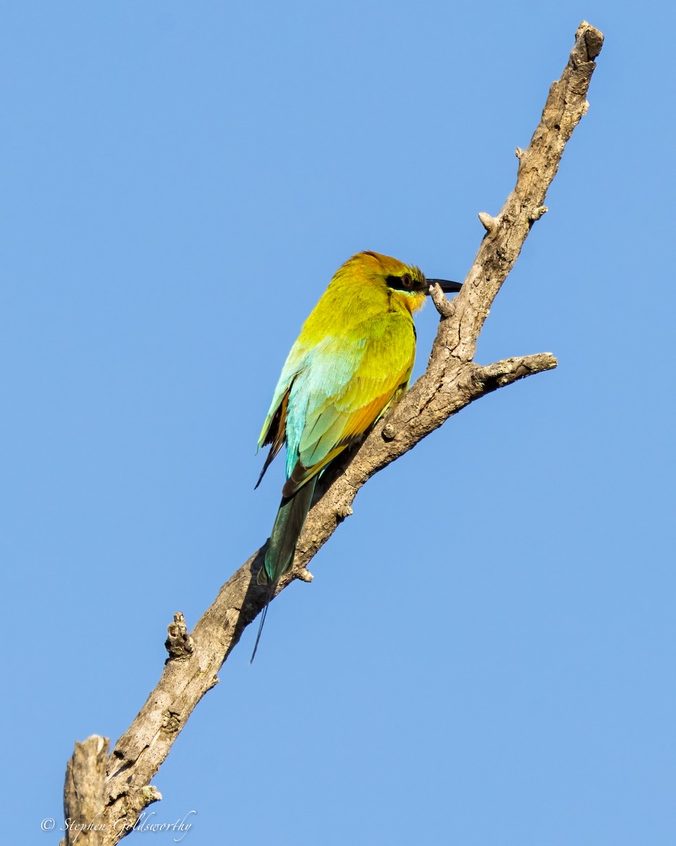 Rainbow Bee-eater - Stephen Goldsworthy