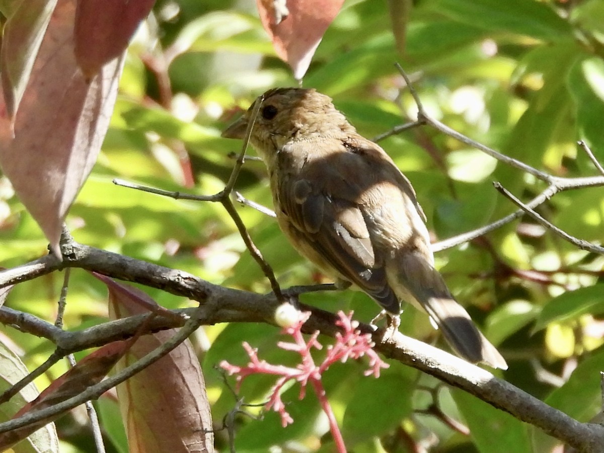 Passerin indigo - ML623278786