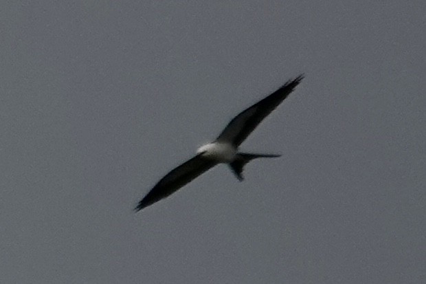 Swallow-tailed Kite - ML623278822