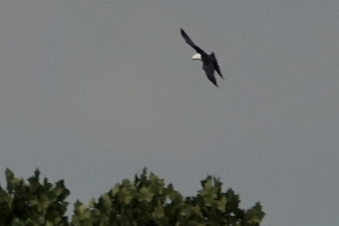 Swallow-tailed Kite - ML623278824