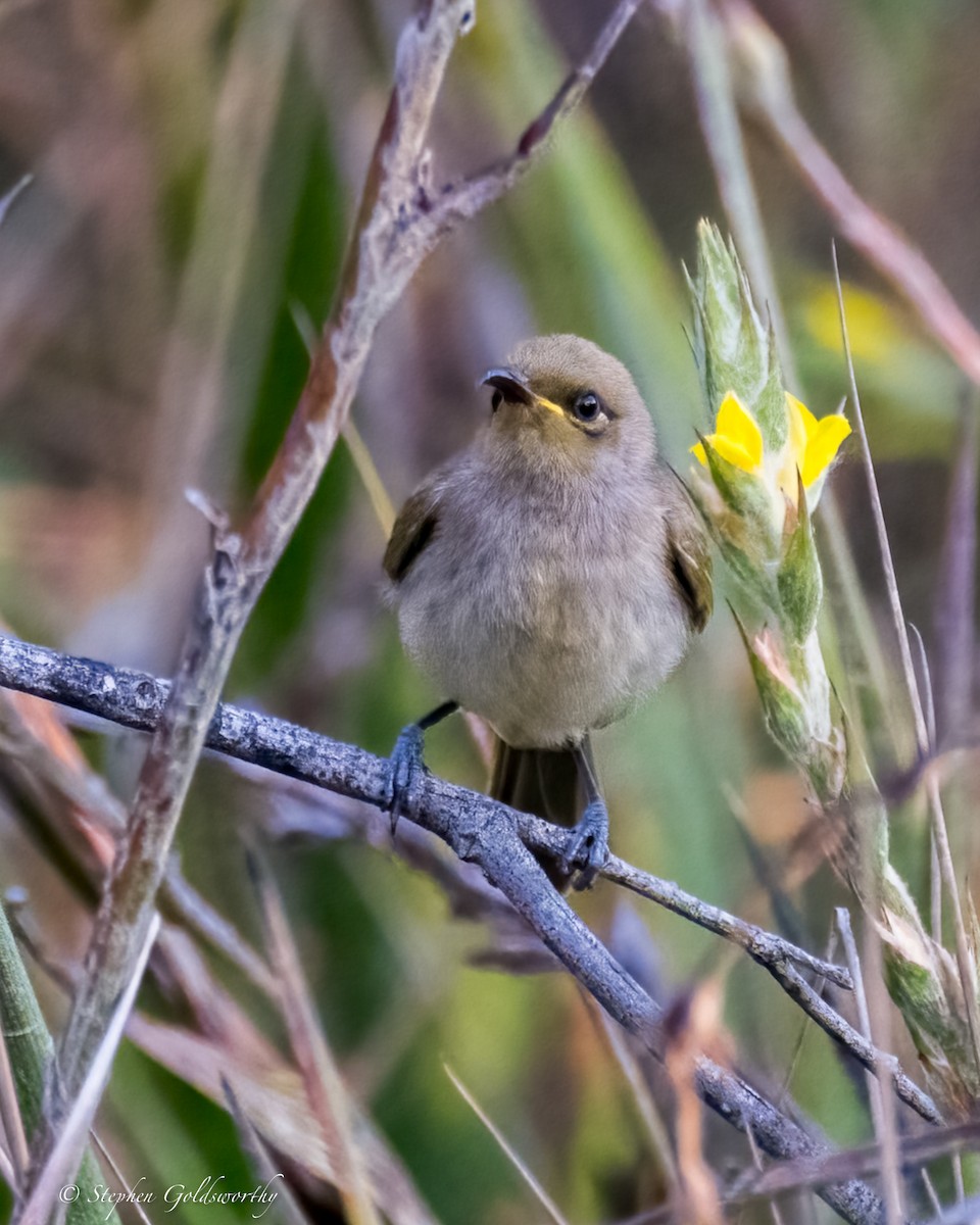 Brown Honeyeater - ML623278829