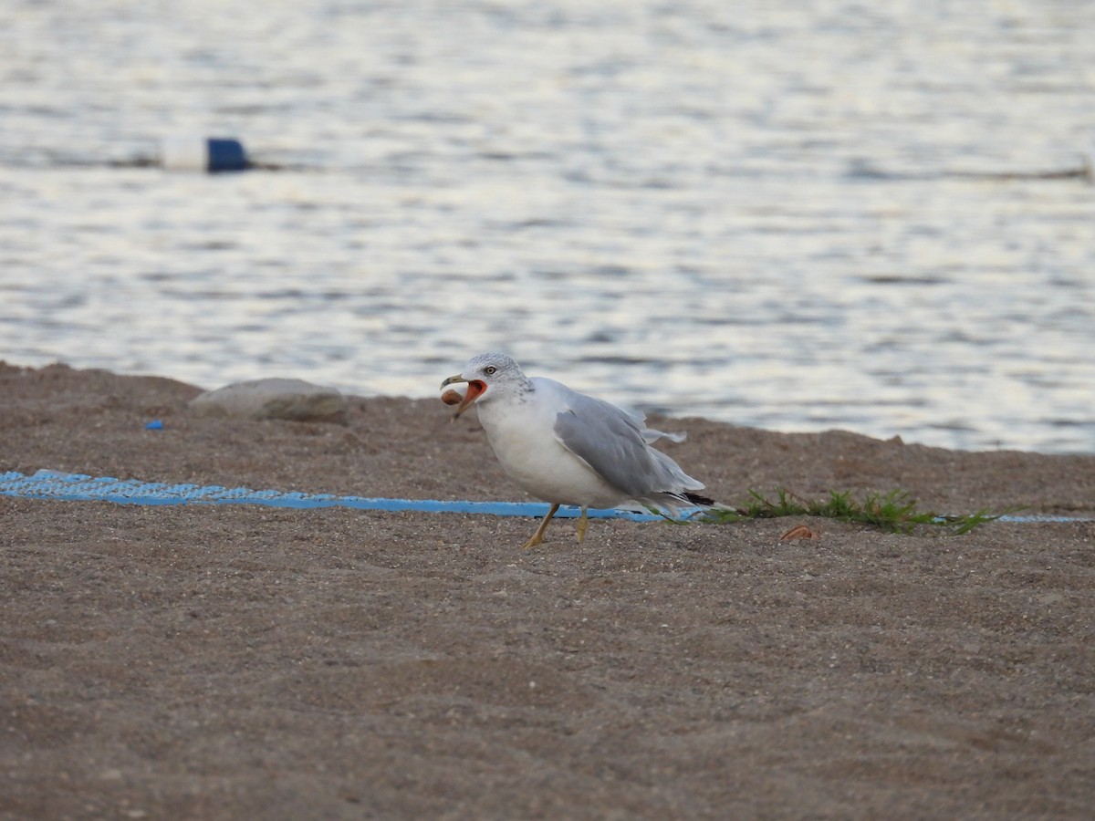 Ring-billed Gull - ML623278831