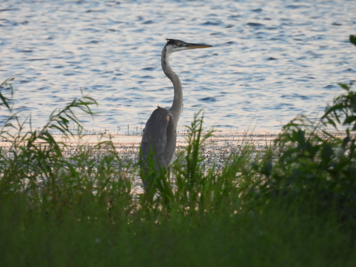 Great Blue Heron - Jim Thompson