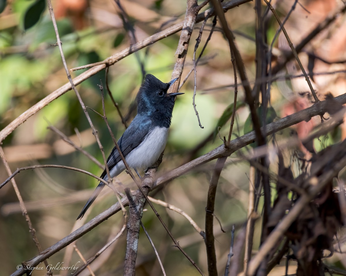 Leaden Flycatcher - ML623278841