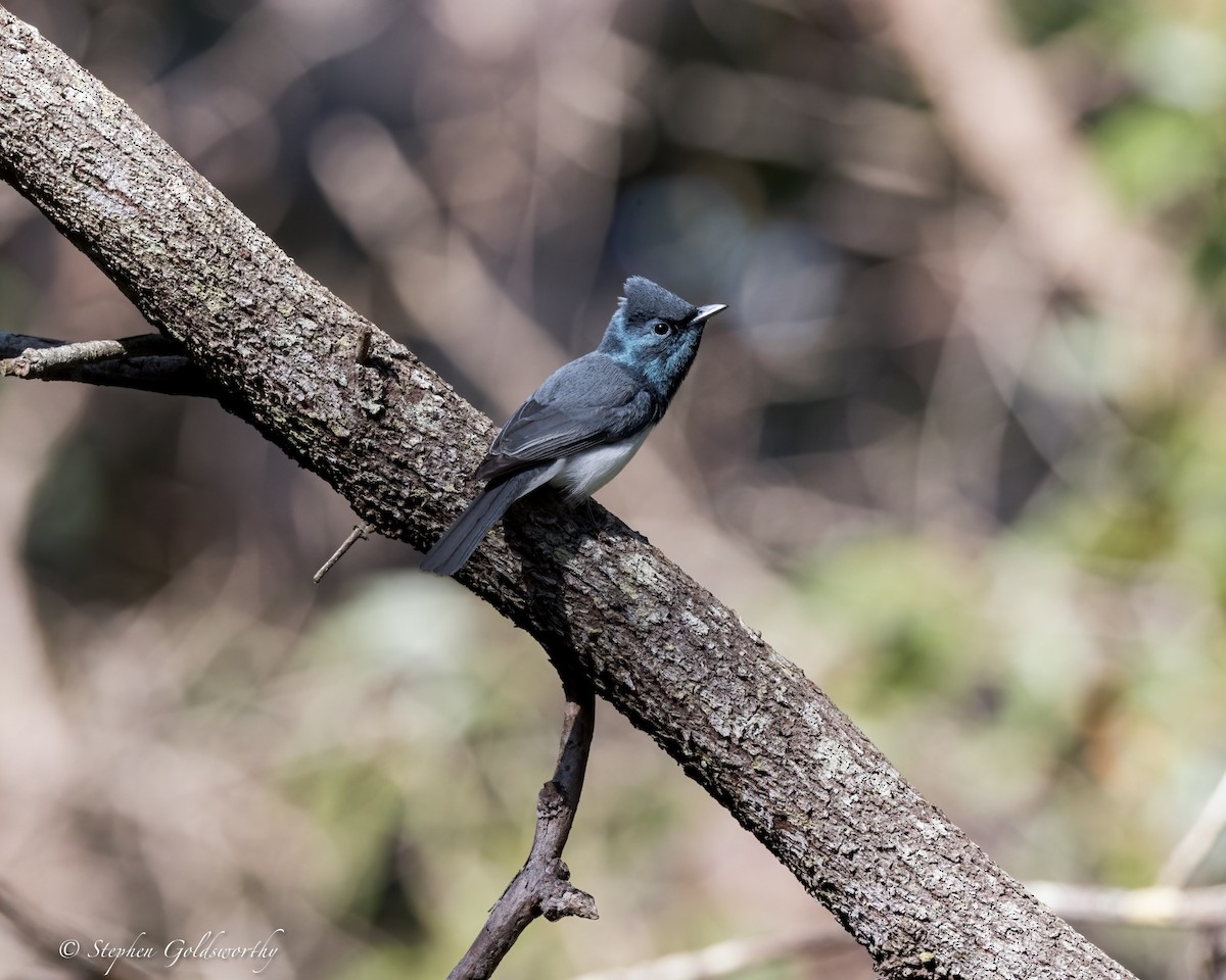 Leaden Flycatcher - ML623278842