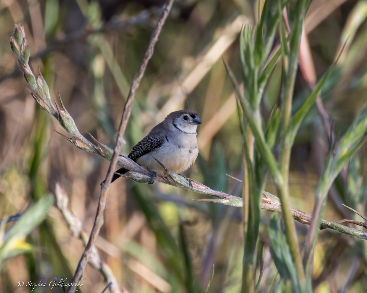 Double-barred Finch - ML623278844