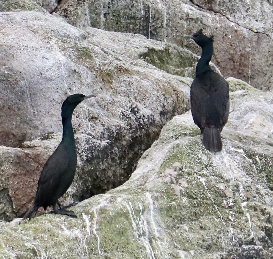 Pelagic Cormorant - ML623278846