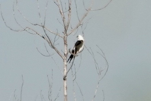 Swallow-tailed Kite - ML623278848