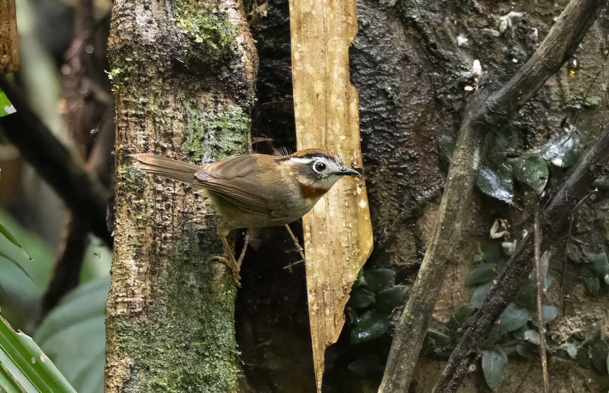 Rufous-throated Fulvetta - Mamta Munjal