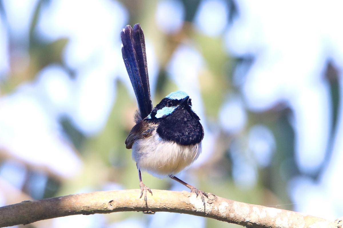 Superb Fairywren - Sandra Gallienne