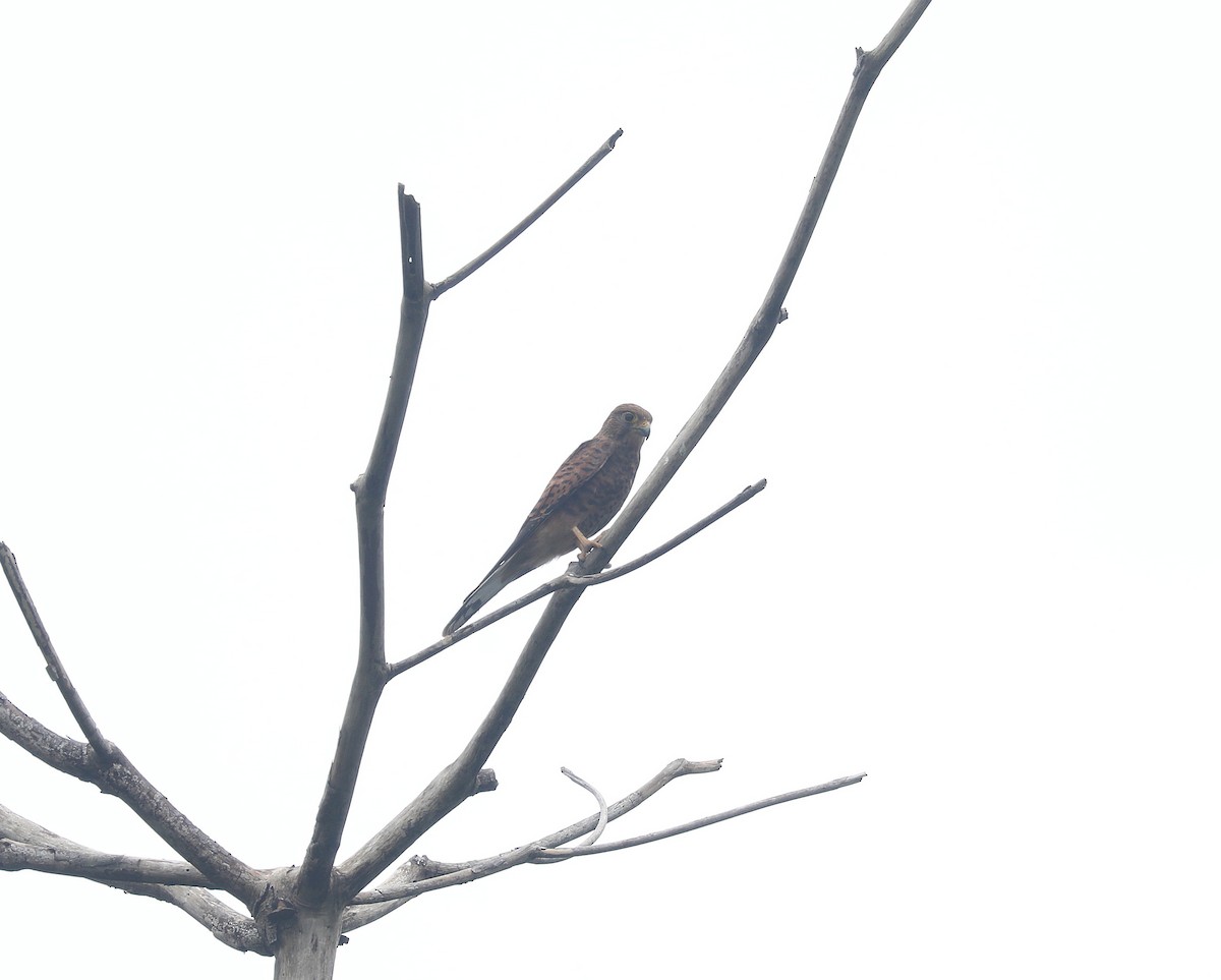 Spotted Kestrel - ML623278907