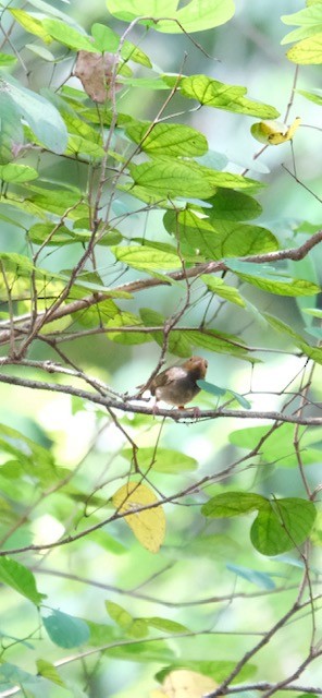 Olive-backed Tailorbird - ML623278943