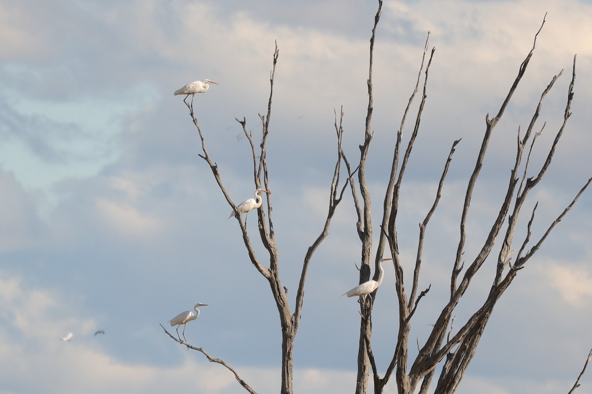 Great Egret - ML623279002