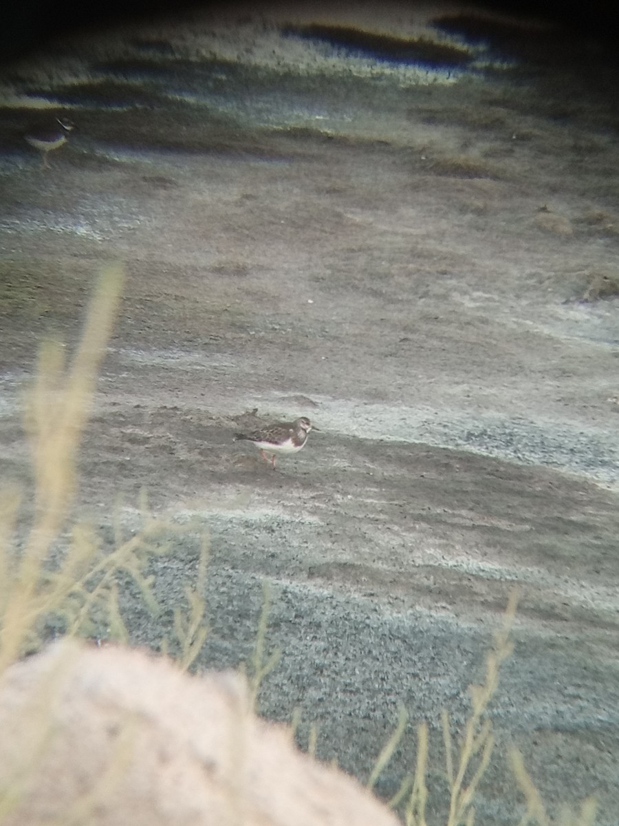 Ruddy Turnstone - ML623279050