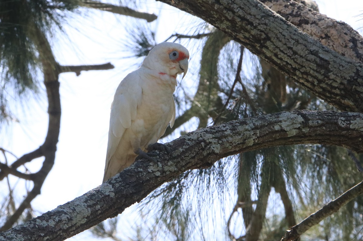 Long-billed Corella - ML623279051