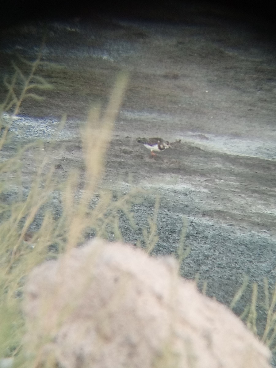 Ruddy Turnstone - ML623279055