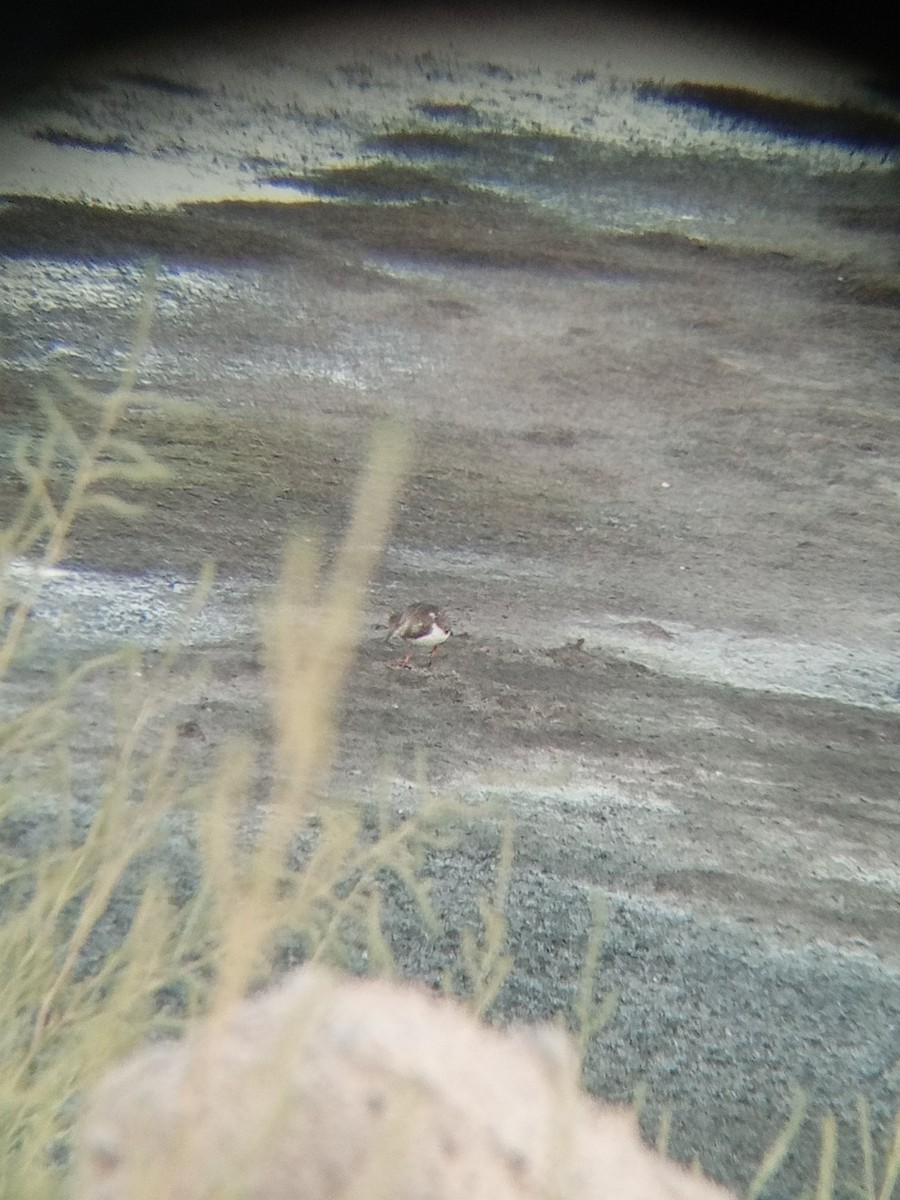 Ruddy Turnstone - ML623279057