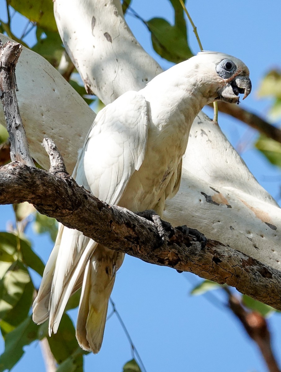 Cacatúa Sanguínea - ML623279084