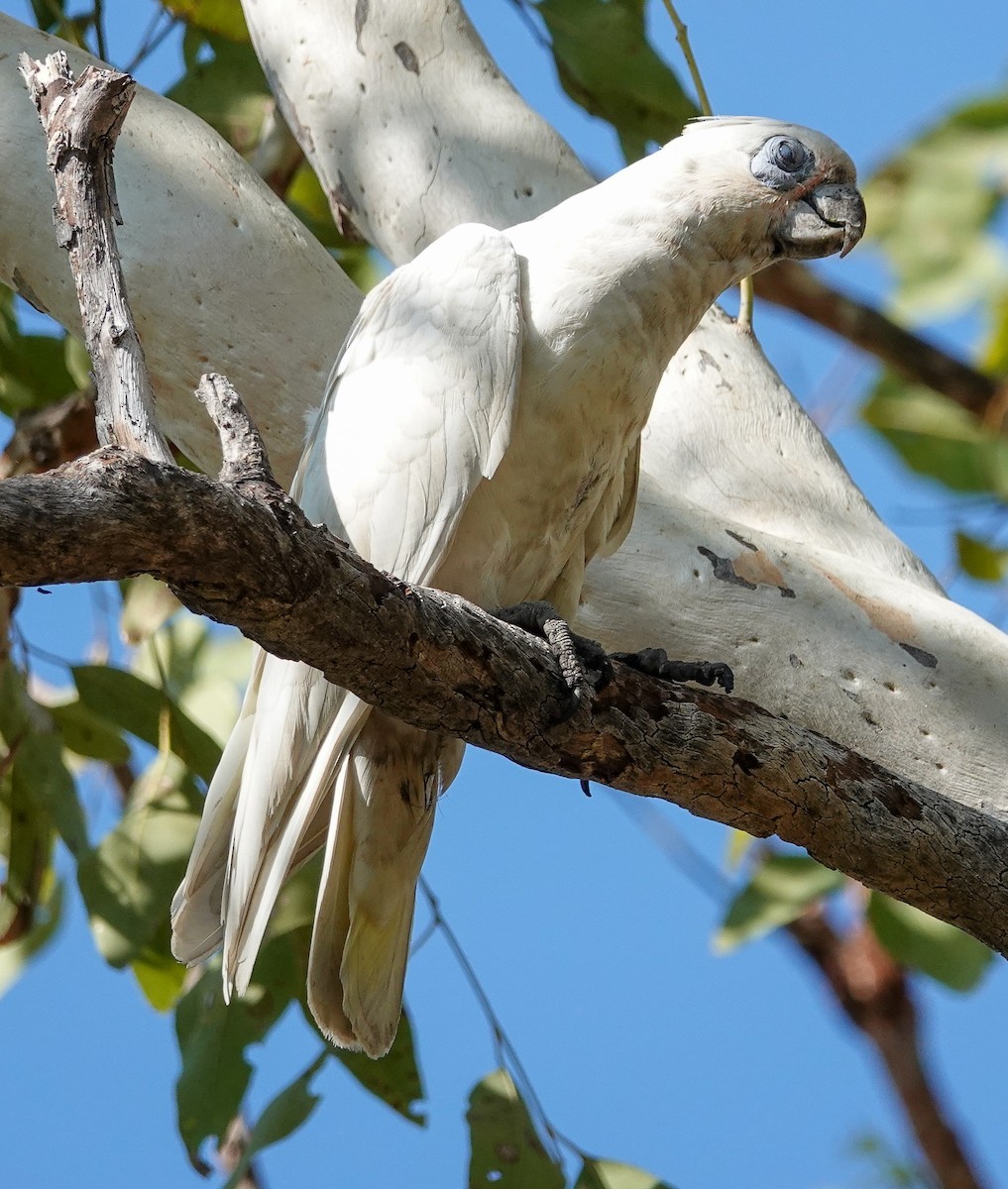 Cacatúa Sanguínea - ML623279085