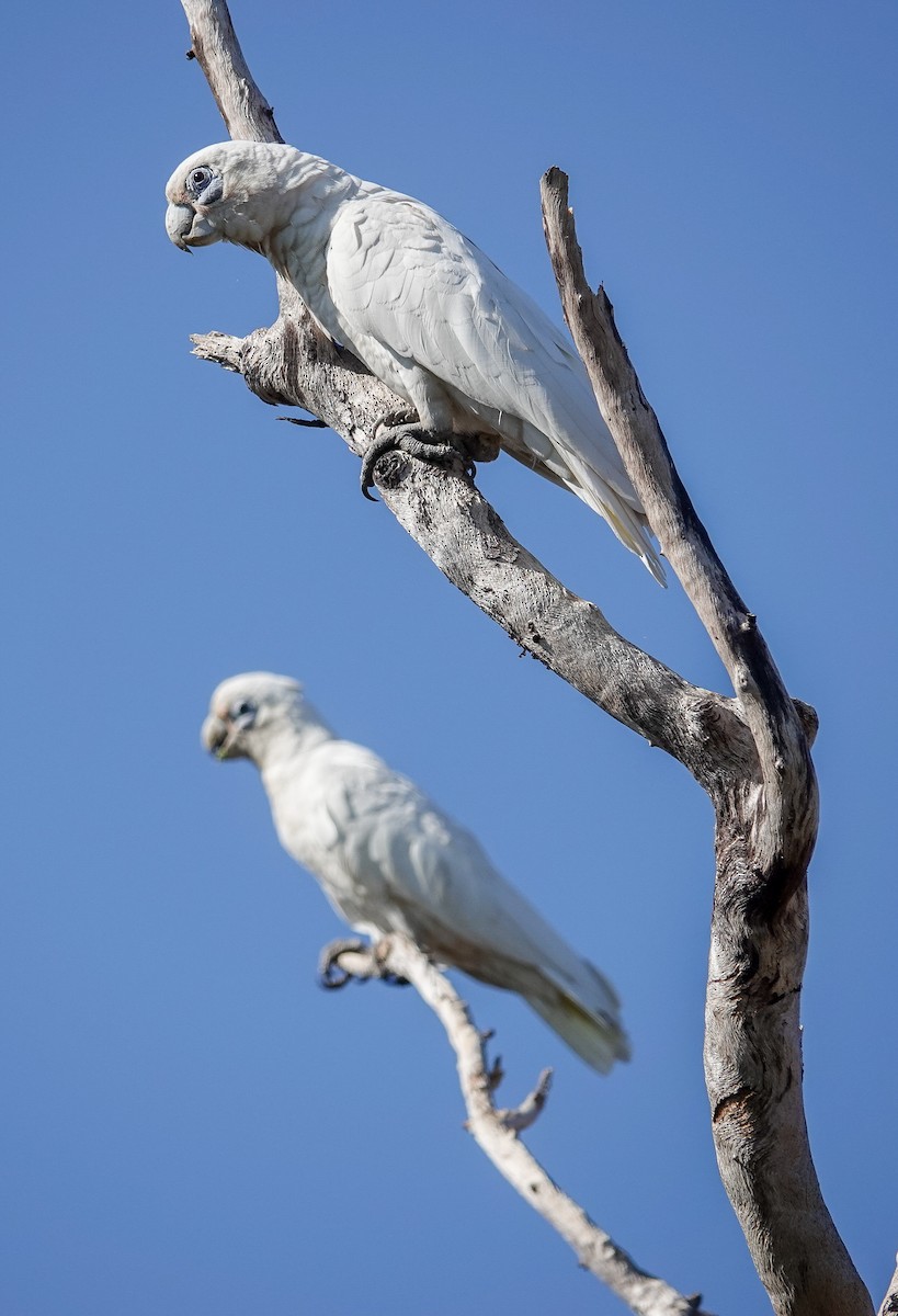 Cacatúa Sanguínea - ML623279086