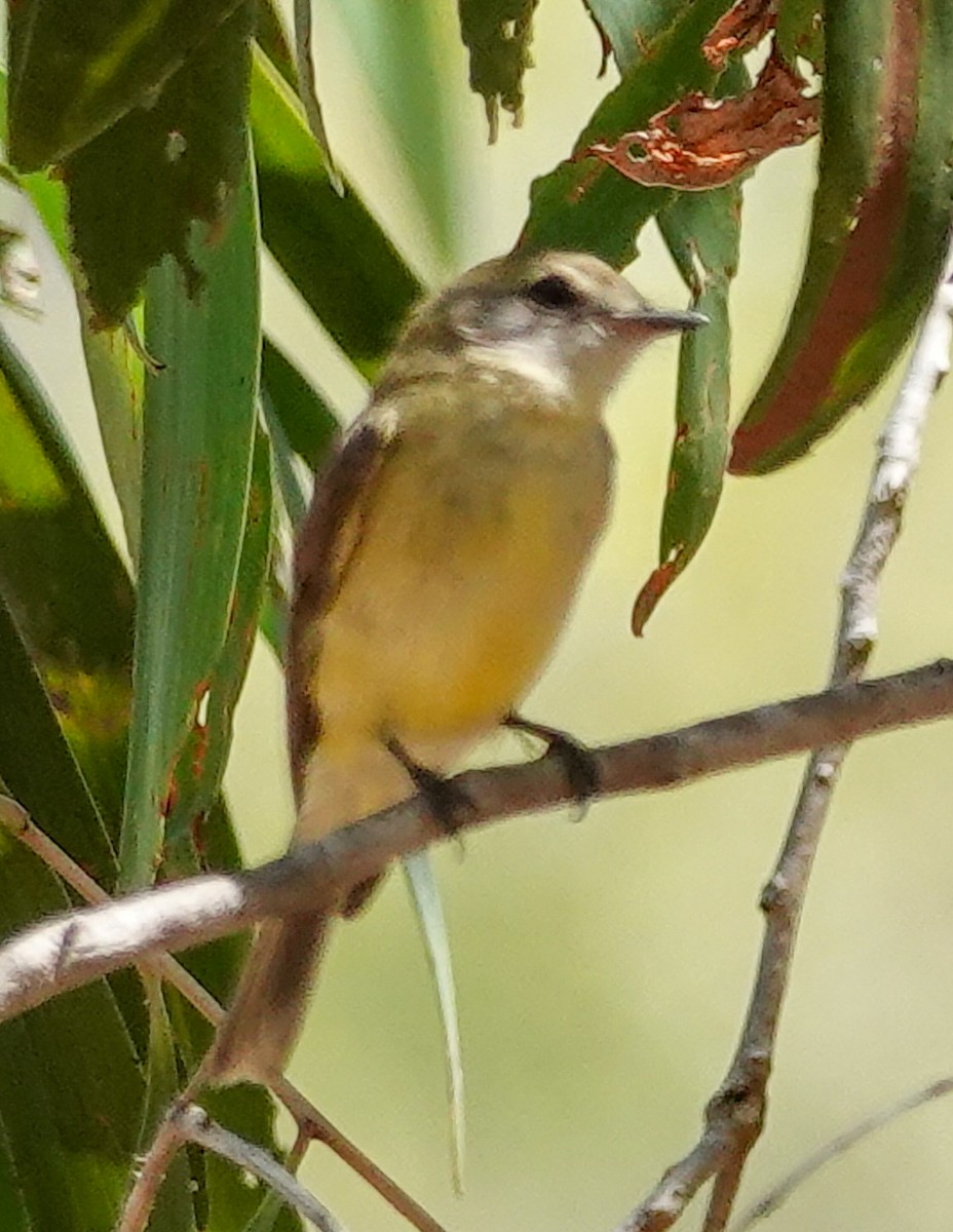 Petroica Limón - ML623279100