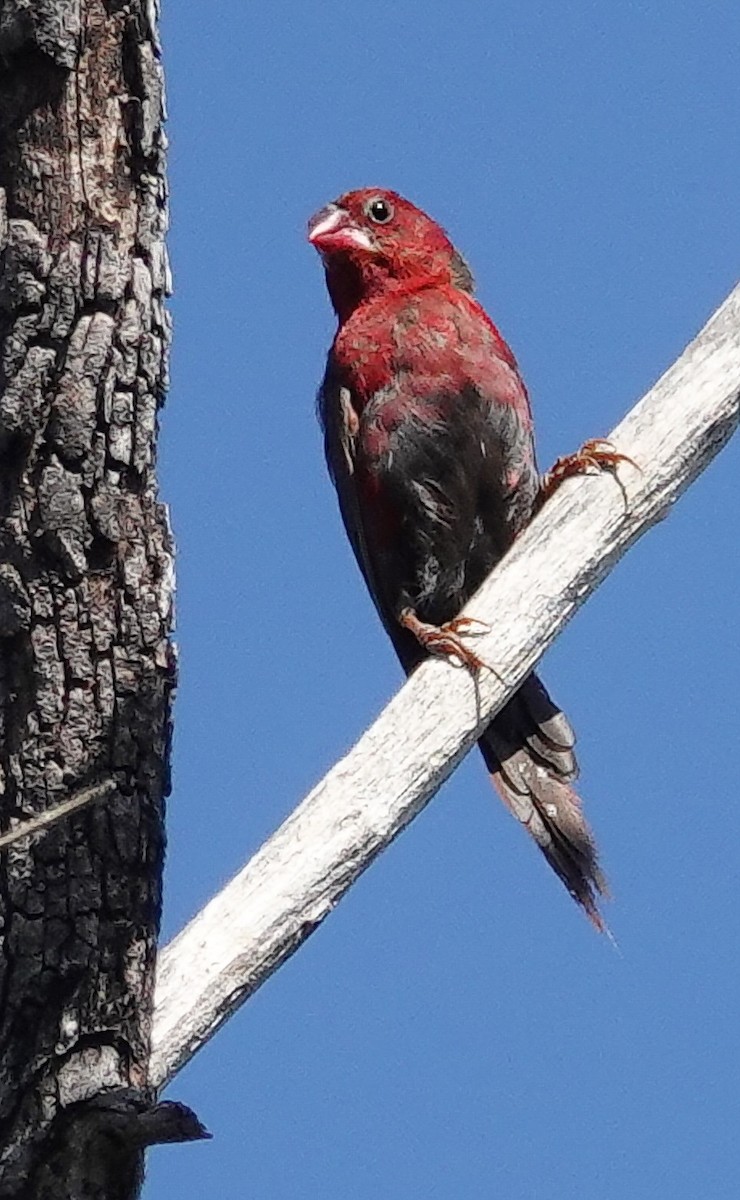 Crimson Finch - Kathleen Horn