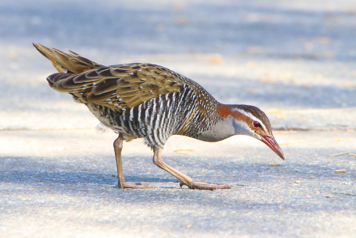 Buff-banded Rail - ML623279116