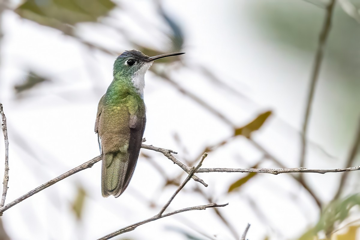 Azure-crowned Hummingbird - ML623279146