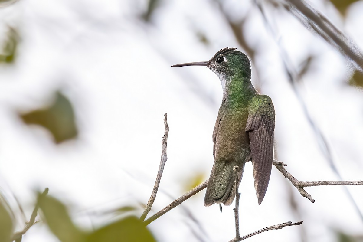 Azure-crowned Hummingbird - ML623279149