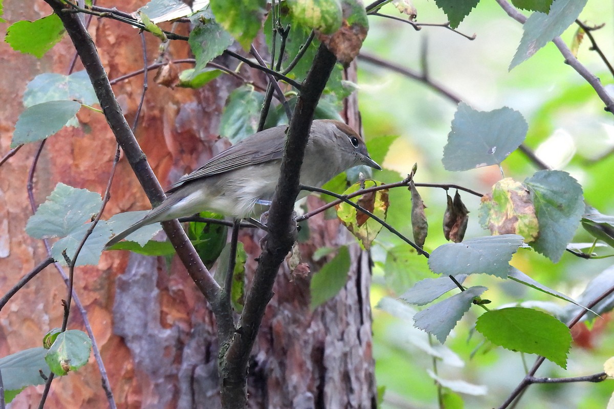 Eurasian Blackcap - ML623279174