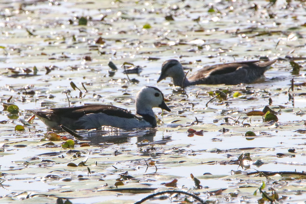 Cotton Pygmy-Goose - Sandra Gallienne