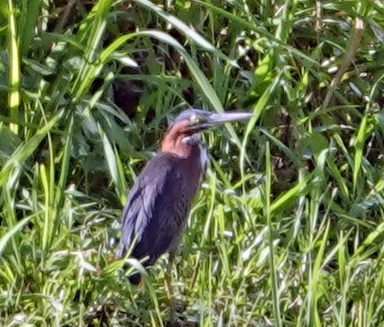 Green Heron - ML623279222