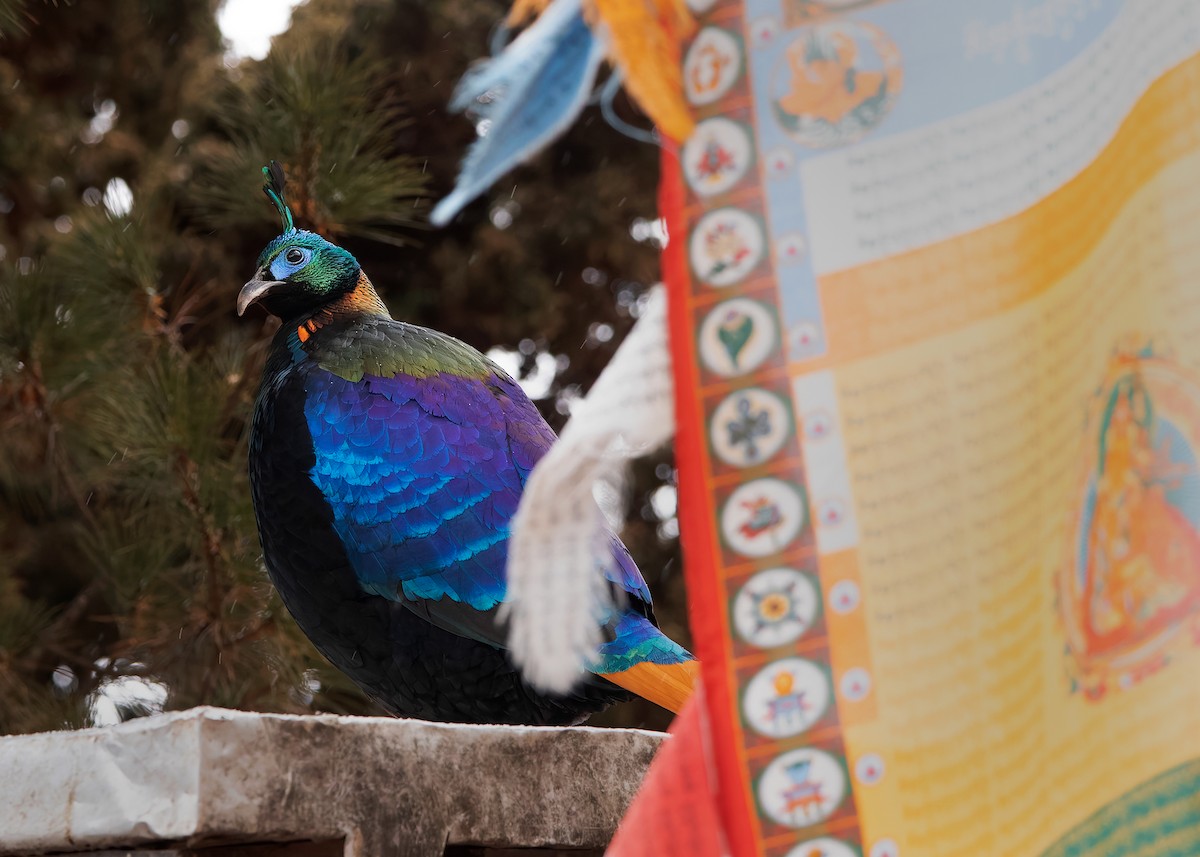 Himalayan Monal - ML623279229