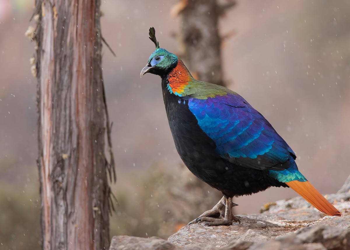 Himalayan Monal - ML623279230