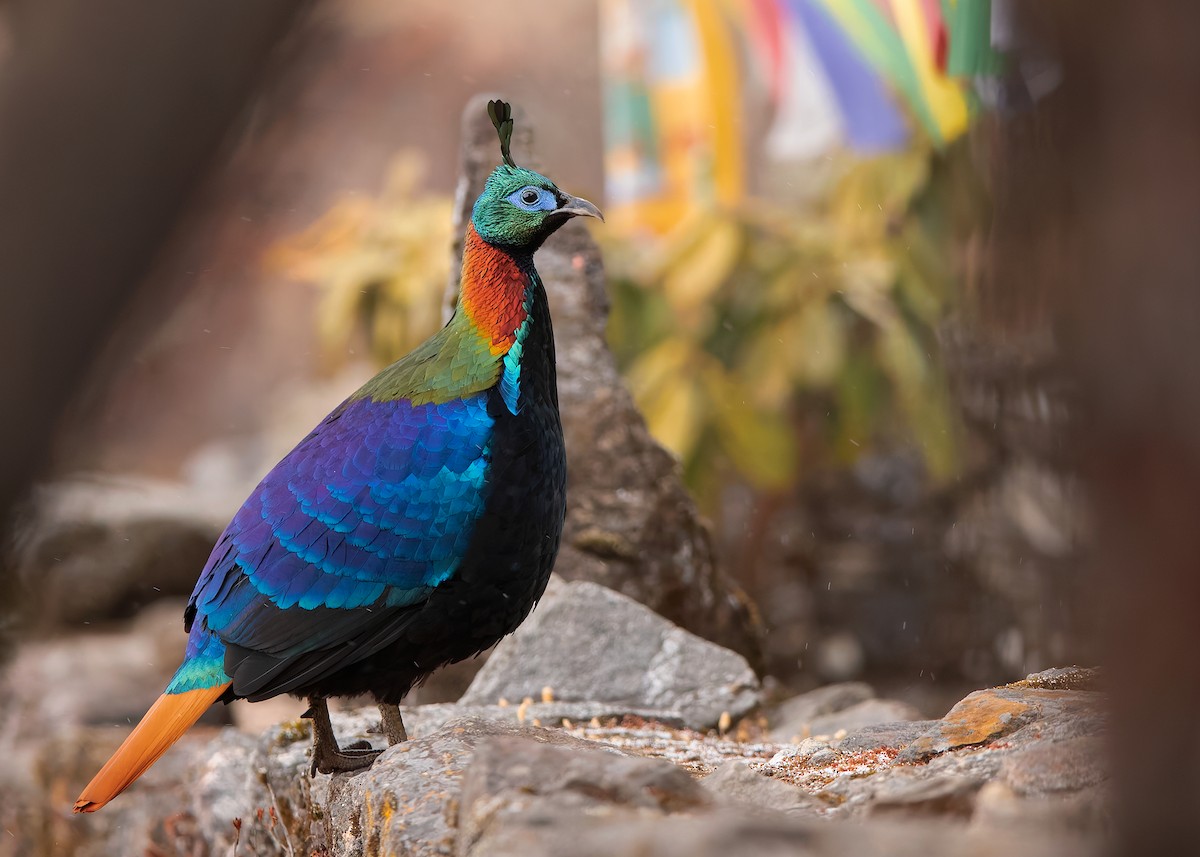 Himalayan Monal - ML623279231