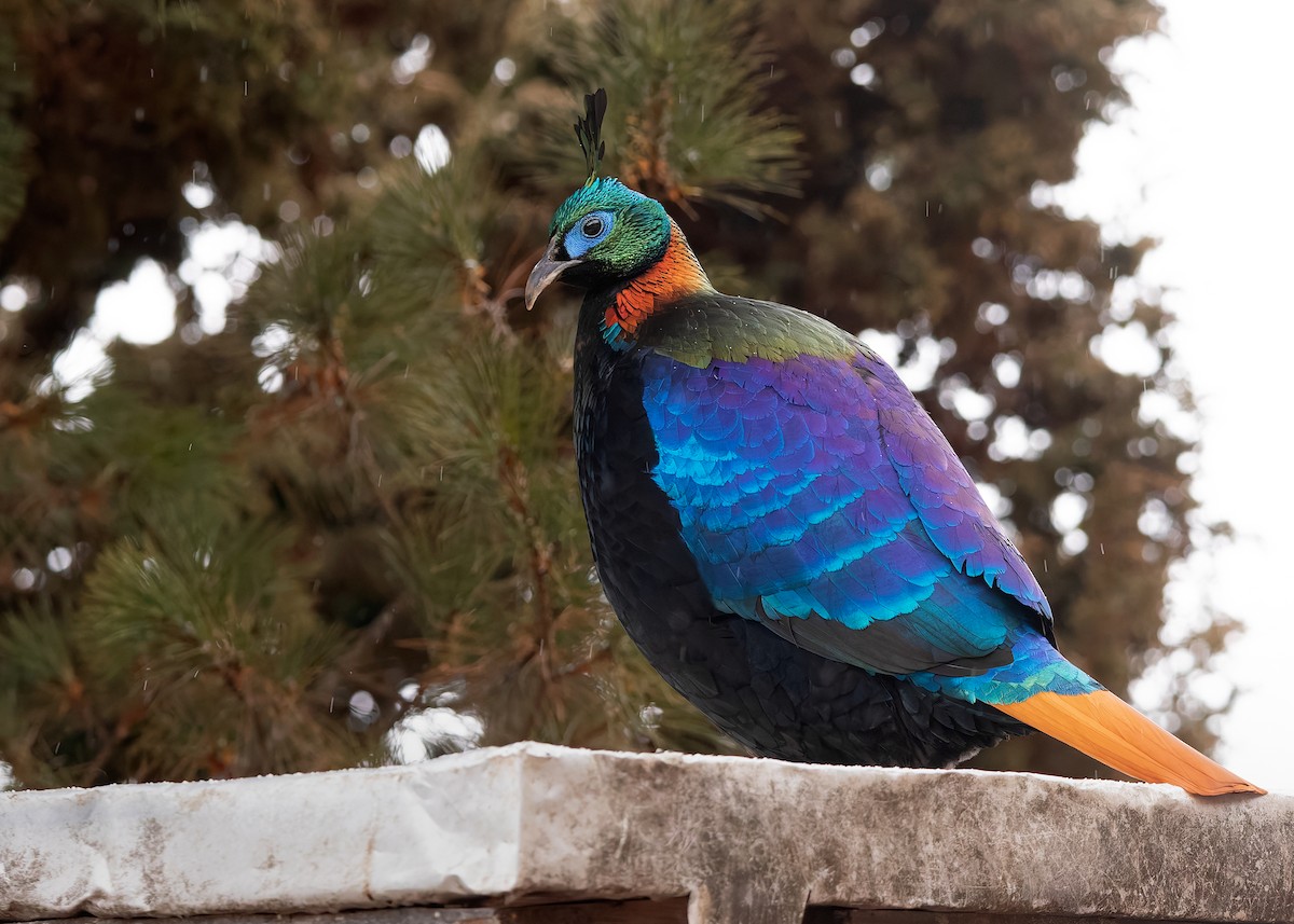 Himalayan Monal - ML623279232