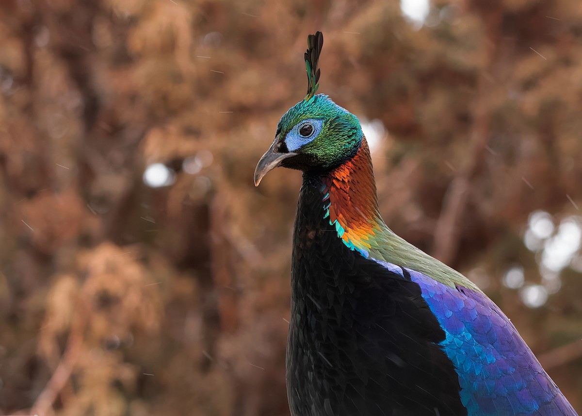 Himalayan Monal - ML623279233