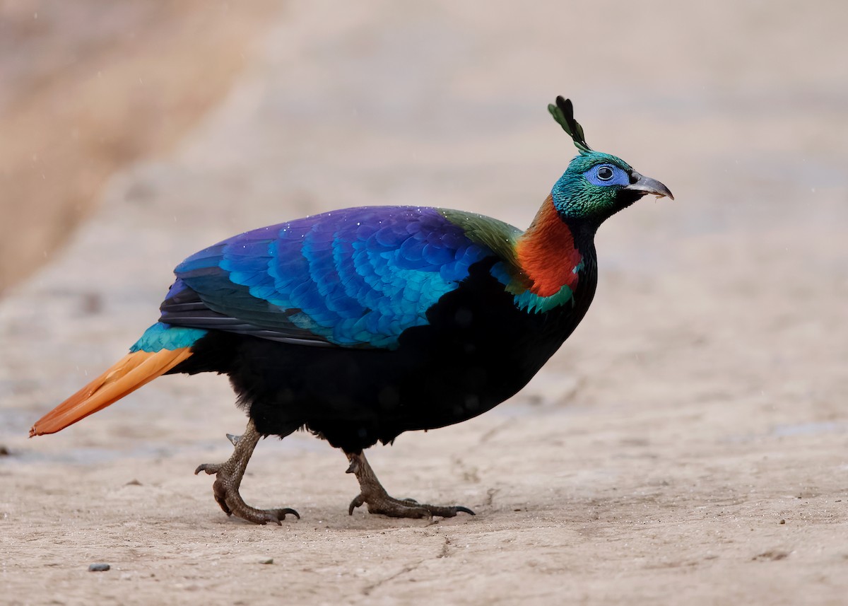 Himalayan Monal - ML623279234