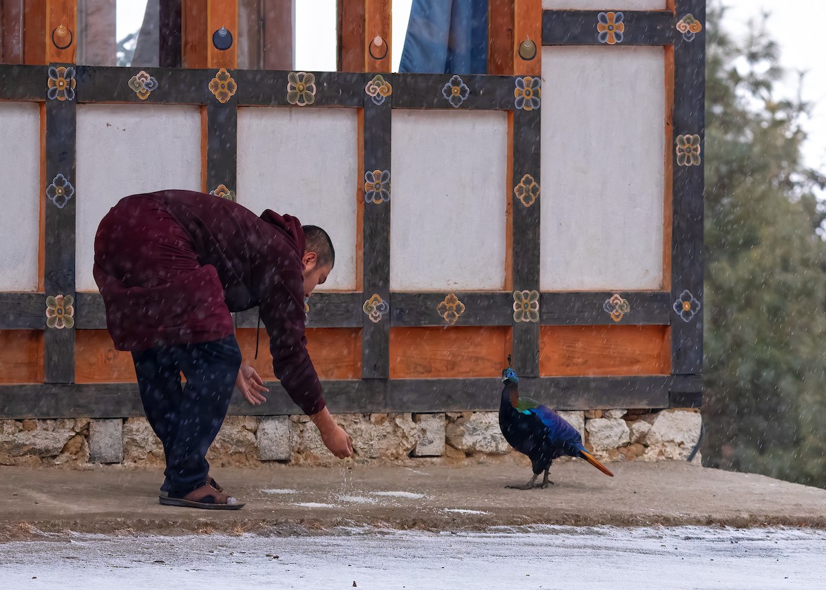 Himalayan Monal - ML623279235