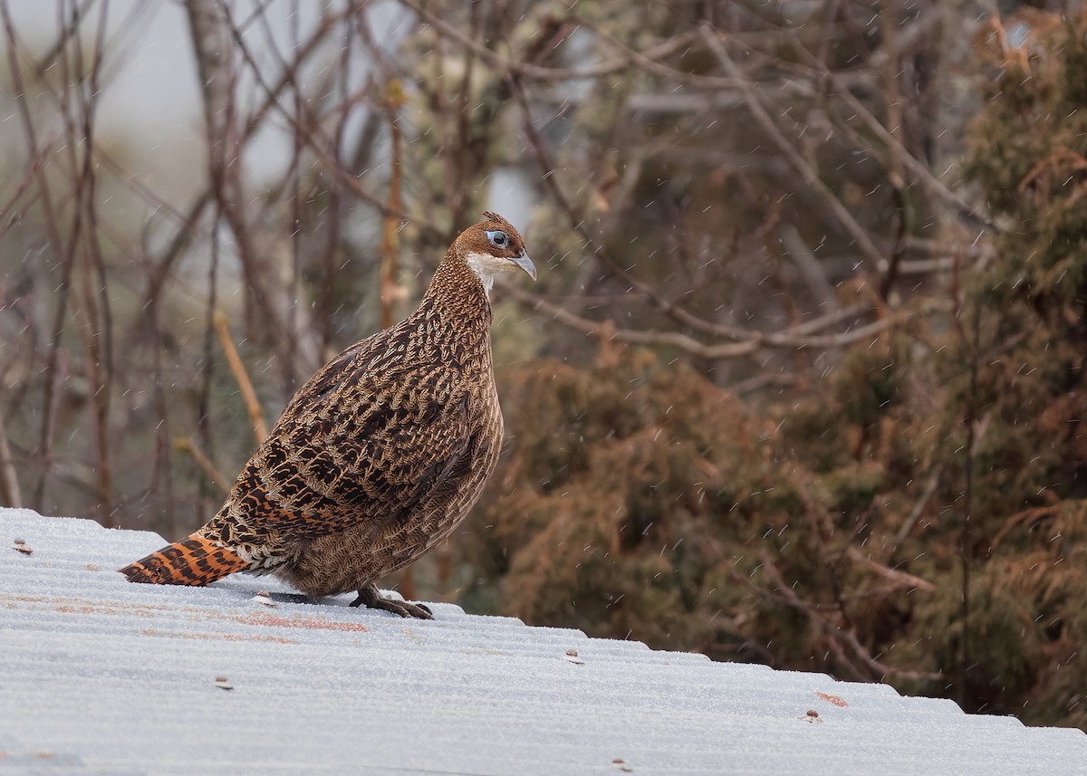 Himalayan Monal - ML623279236