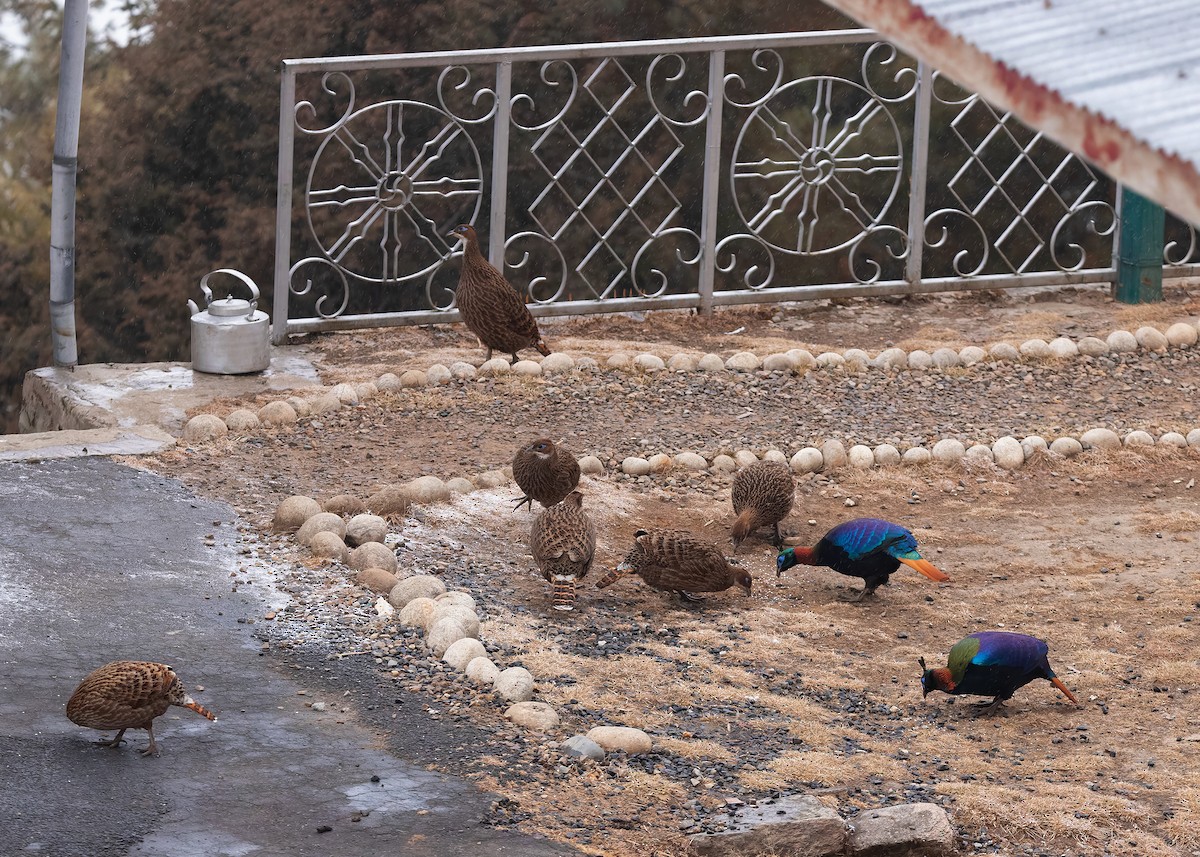 Himalayan Monal - ML623279237