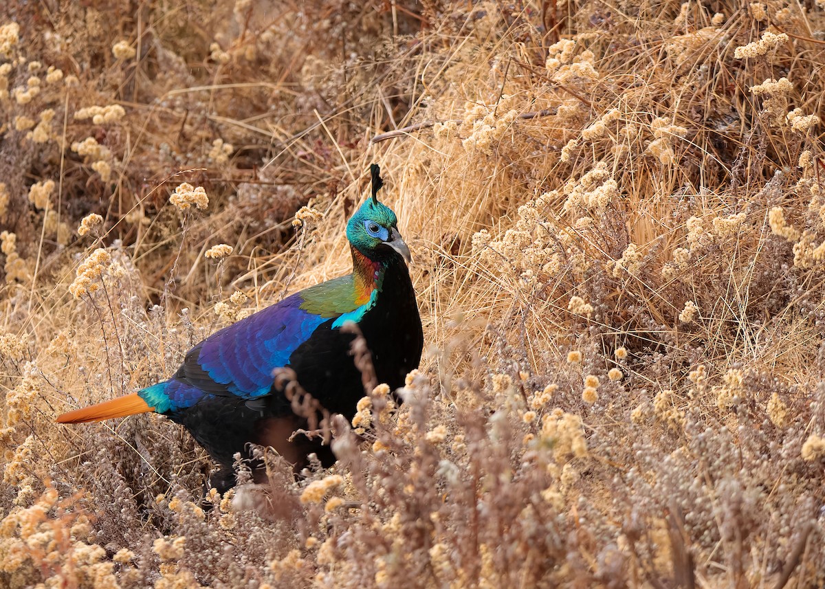 Himalayan Monal - ML623279238