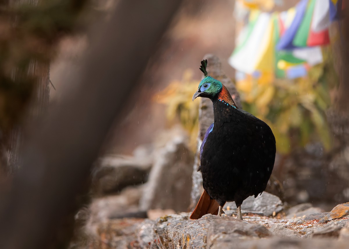 Himalayan Monal - ML623279239