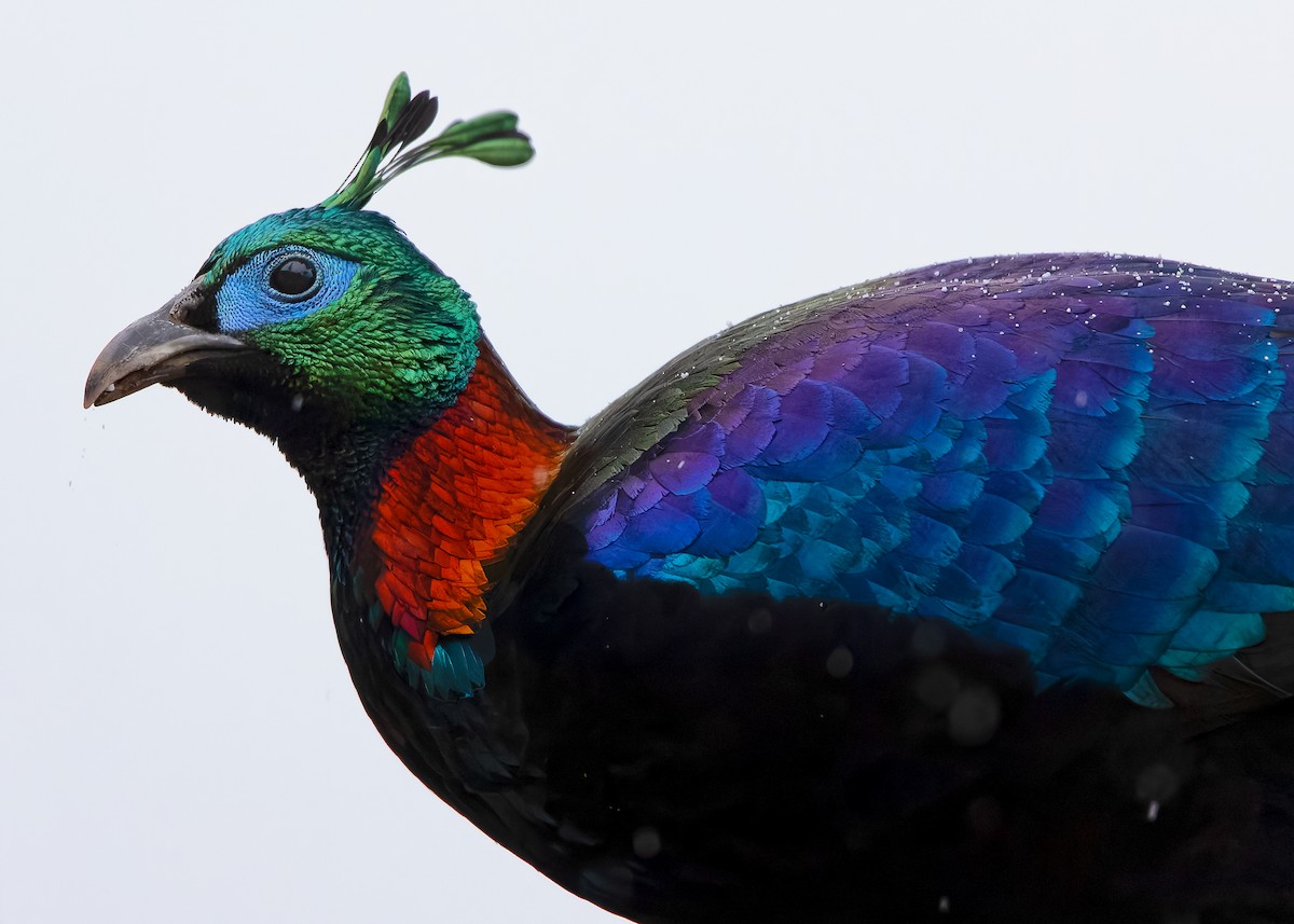 Himalayan Monal - ML623279240