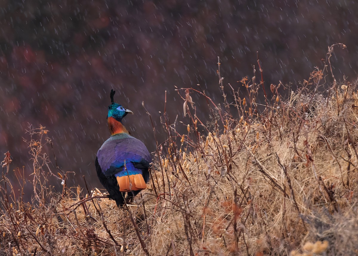 Himalayan Monal - ML623279241