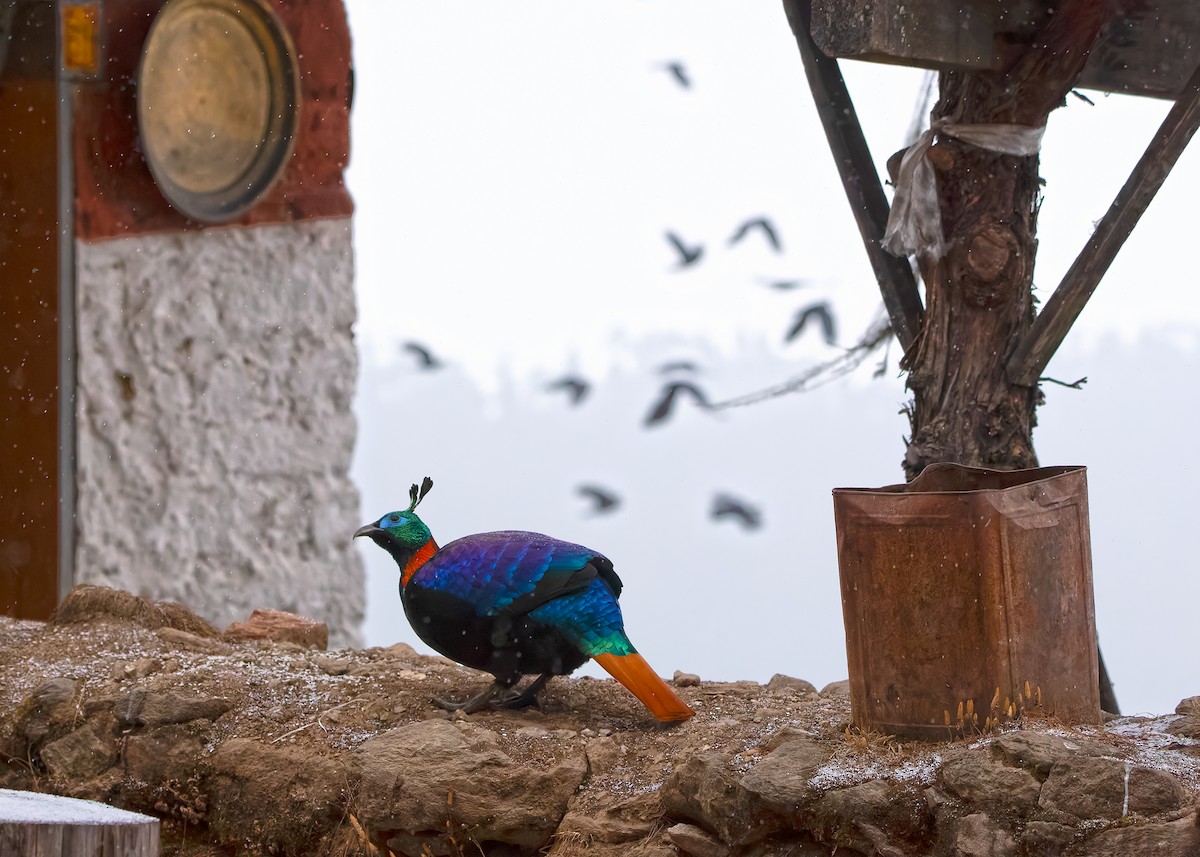 Himalayan Monal - ML623279242