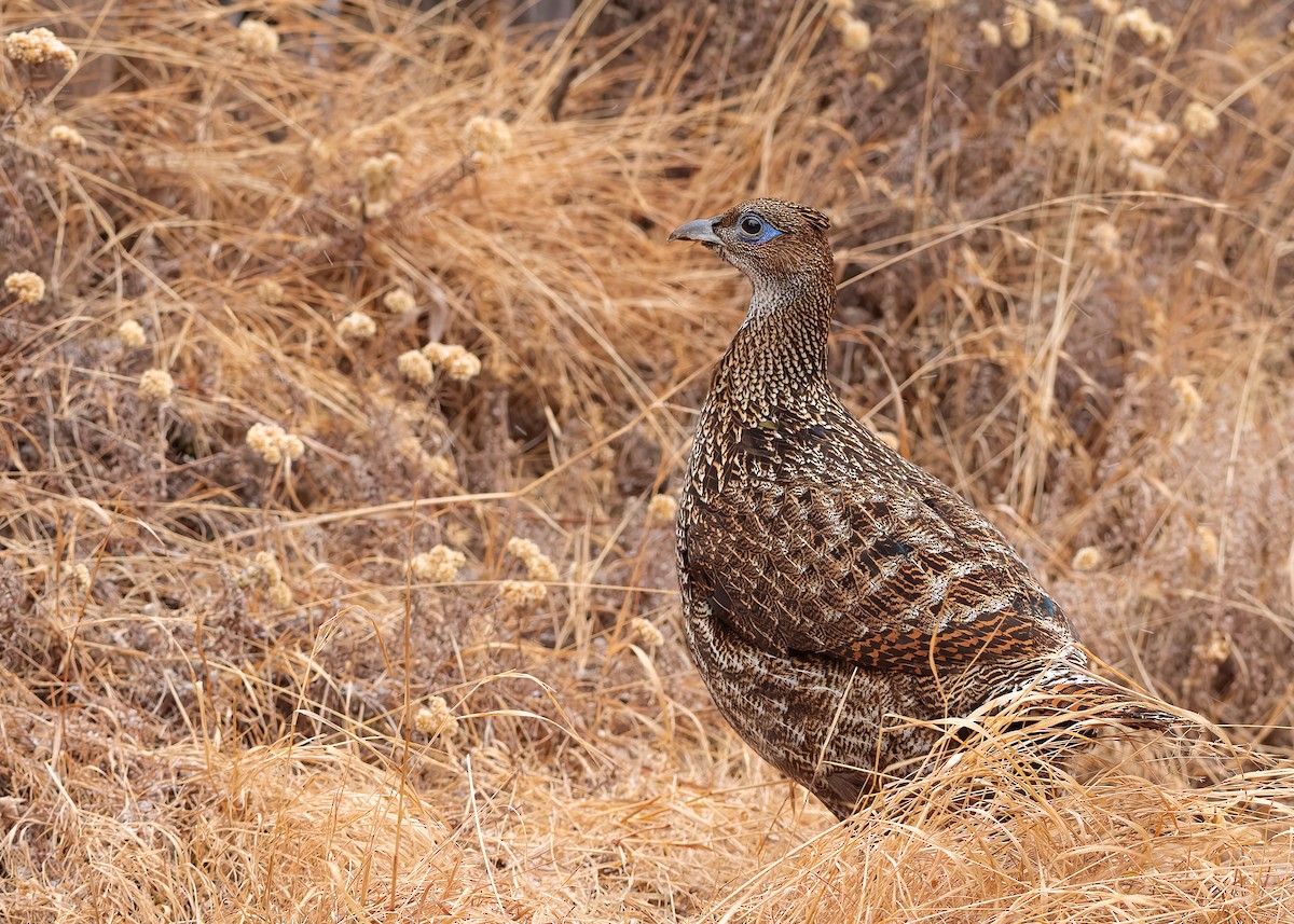 Himalayan Monal - ML623279244