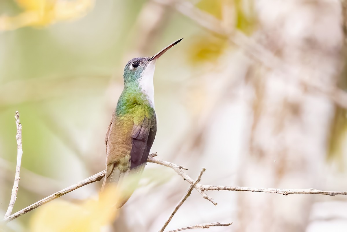 Azure-crowned Hummingbird - ML623279263