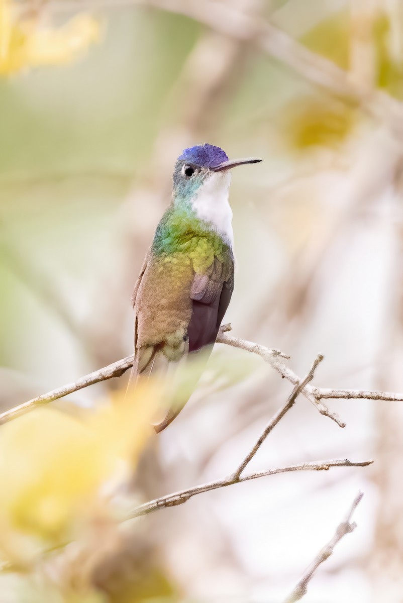 Azure-crowned Hummingbird - ML623279264